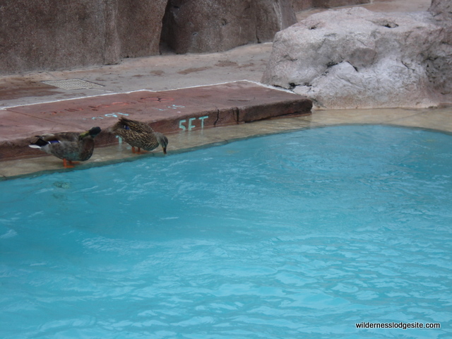 Swimming Friends